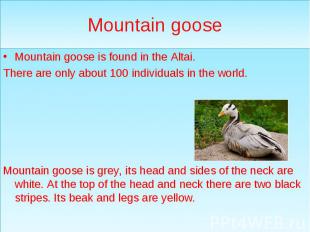 Mountain goose Mountain goose is found in the Altai. There are only about 100 in