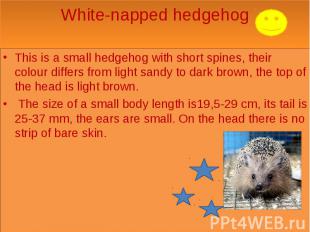 White-napped hedgehog This is a small hedgehog with short spines, their colour d