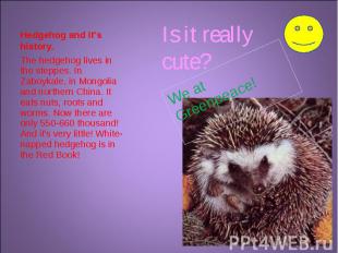 Is it really cute? Hedgehog and it’s history. The hedgehog lives in the steppes.