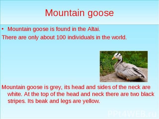 Mountain goose Mountain goose is found in the Altai. There are only about 100 individuals in the world. Mountain goose is grey, its head and sides of the neck are white. At the top of the head and neck there are two black stripes. Its beak and legs …