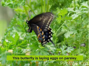 This butterfly is laying eggs on parsley.