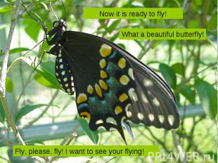 Now it is ready to fly! What a beautiful butterfly! Fly, please, fly! I want to