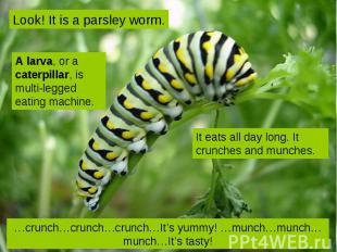 Look! It is a parsley worm. A larva, or a caterpillar, is multi-legged eating ma