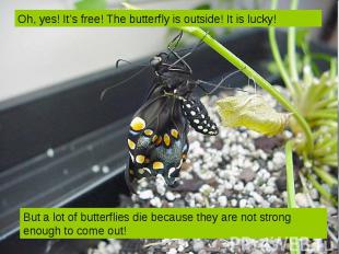 Oh, yes! It’s free! The butterfly is outside! It is lucky! But a lot of butterfl