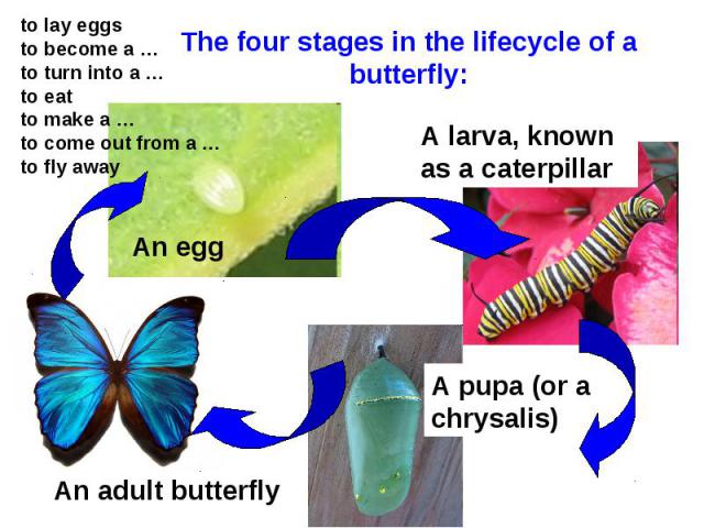 The four stages in the lifecycle of a butterfly: to lay eggs to become a … to turn into a … to eat to make a … to come out from a … to fly away A larva, known as a caterpillar A pupa (or a chrysalis) An adult butterfly