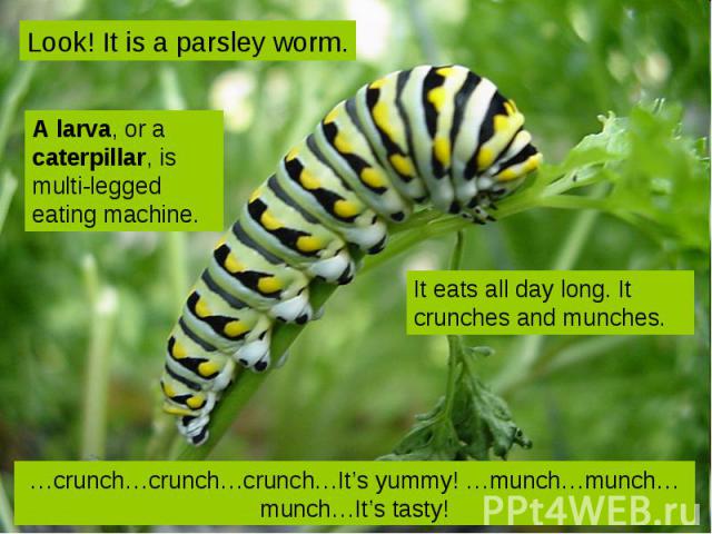 Look! It is a parsley worm. A larva, or a caterpillar, is multi-legged eating machine. It eats all day long. It crunches and munches. …crunch…crunch…crunch…It’s yummy! …munch…munch…munch…It’s tasty!