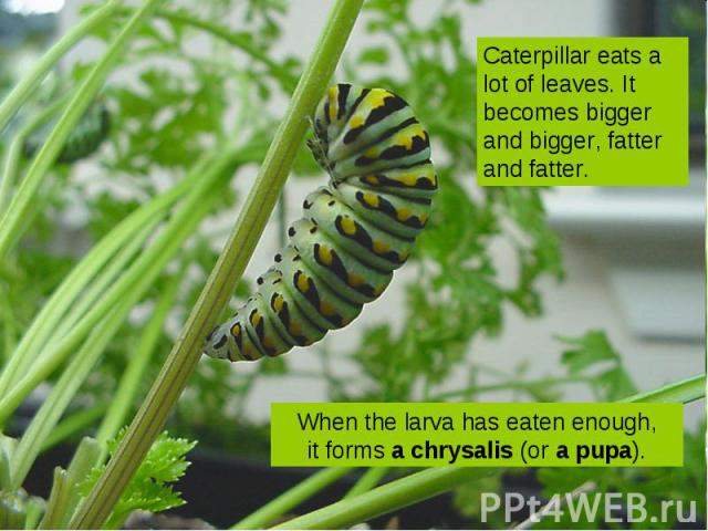 Caterpillar eats a lot of leaves. It becomes bigger and bigger, fatter and fatter. When the larva has eaten enough, it forms a chrysalis (or a pupa).