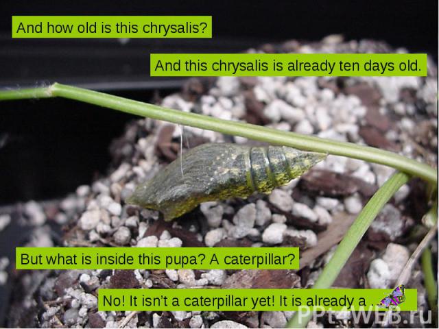 And how old is this chrysalis? And this chrysalis is already ten days old. But what is inside this pupa? A caterpillar? No! It isn’t a caterpillar yet! It is already a …