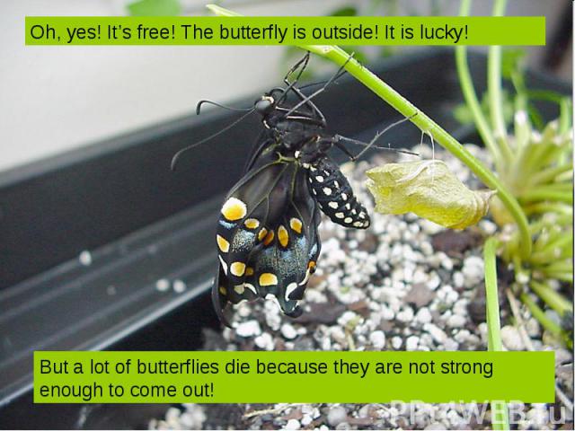 Oh, yes! It’s free! The butterfly is outside! It is lucky! But a lot of butterflies die because they are not strong enough to come out!