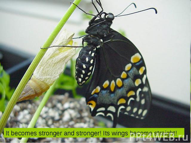 It becomes stronger and stronger! Its wings become straight!