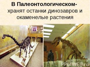 В Палеонтологическом- хранят останки динозавров и окаменелые растения