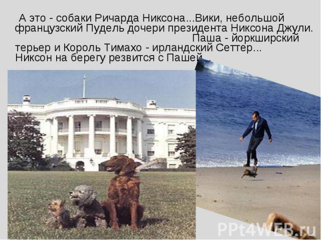А это - собаки Ричарда Никсона...Вики, небольшой французский Пудель дочери президента Никсона Джули. Паша - йоркширский терьер и Король Тимахо - ирландский Сеттер... Никсон на берегу резвится с Пашей...