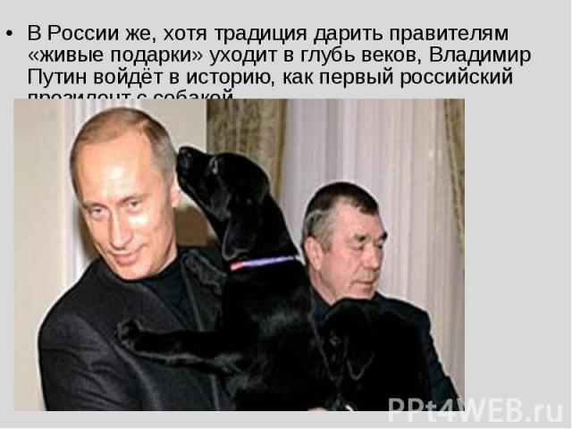 В России же, хотя традиция дарить правителям «живые подарки» уходит в глубь веков, Владимир Путин войдёт в историю, как первый российский президент с собакой.