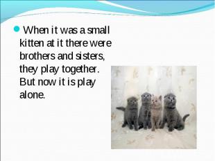 When it was a small kitten at it there were brothers and sisters, they play toge