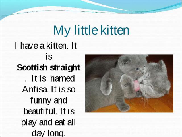 My little kitten I have a kitten. It is Scottish straight . It is named Anfisa. It is so funny and beautiful. It is play and eat all day long.