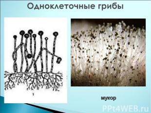 Одноклеточные грибы мукор