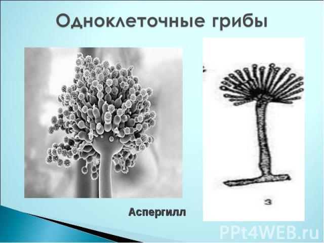 Одноклеточные грибы Аспергилл