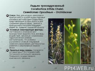 Ладьян трехнадрезанный Corallorhiza trifida Chatel. Семейство Орхидные – Orchida