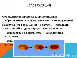 II. Гаструляция Совокупность процессов, приводящих к образованию гаструлы, назыв