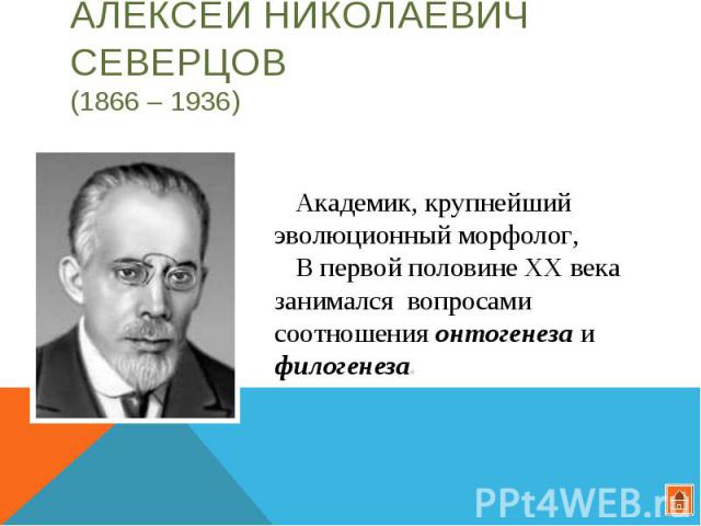 Алексей Николаевич Северцов (1866 – 1936) Академик, крупнейший эволюционный морфолог, В первой половине XX века занимался вопросами соотношения онтогенеза и филогенеза.