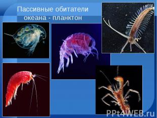 Пассивные обитатели океана - планктон