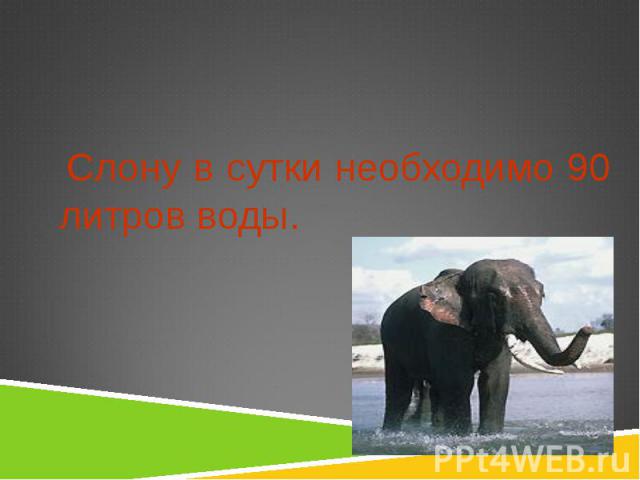 Слону в сутки необходимо 90 литров воды. Слону в сутки необходимо 90 литров воды.