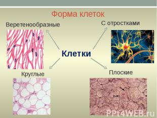 Форма клеток Веретенообразные