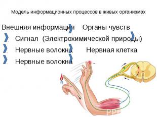 Модель информационных процессов в живых организмах Внешняя информация Органы чув