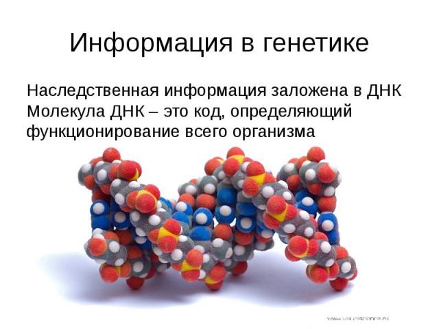 Информация в генетике Наследственная информация заложена в ДНК Молекула ДНК – это код, определяющий функционирование всего организма