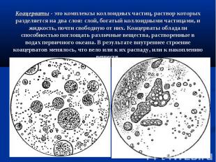 Коацерваты - это комплексы коллоидных частиц, раствор которых разделяется на два