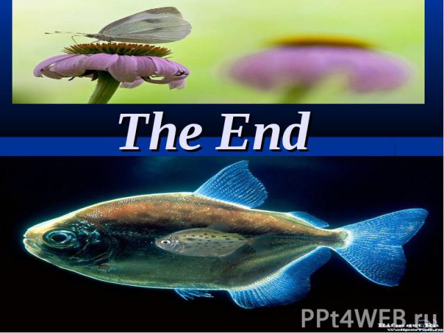 The End