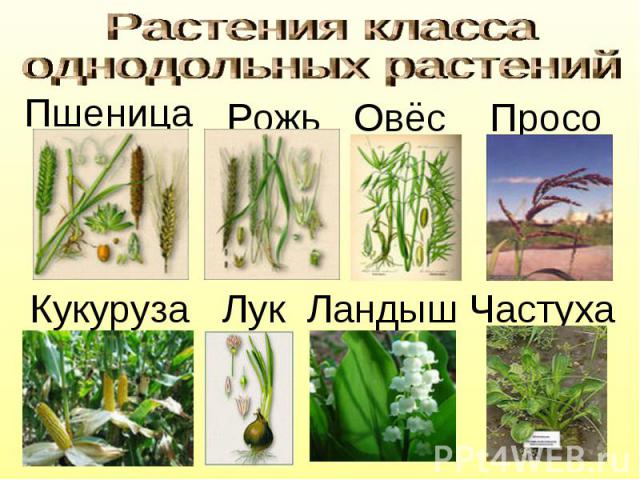 Растения класса однодольных растений