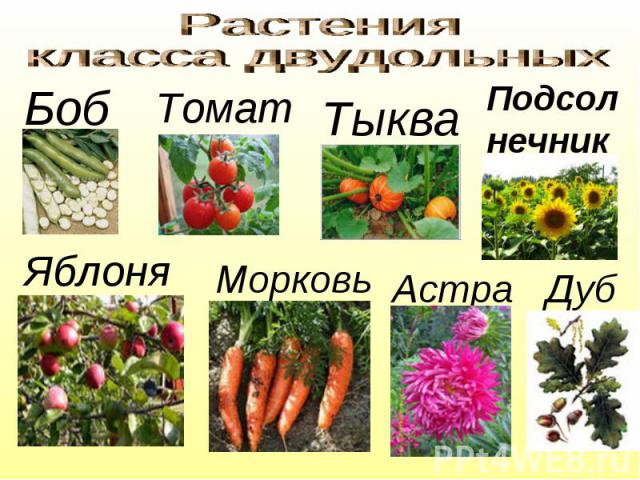 Растения класса двудольных