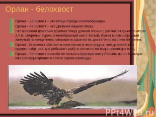 Орлан – белохвост – это птица отряда соколообразных Орлан – белохвост – это птиц