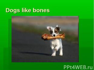 Dogs like bones