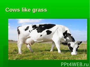 Cows like grass