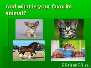 And what is your favorite animal?