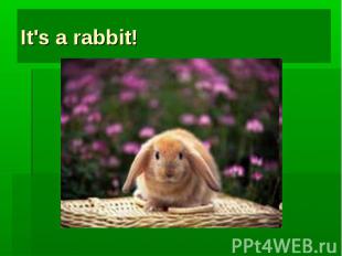 It's a rabbit!