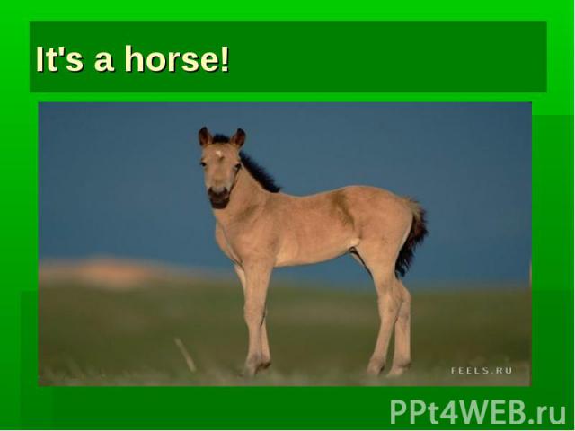 It's a horse!