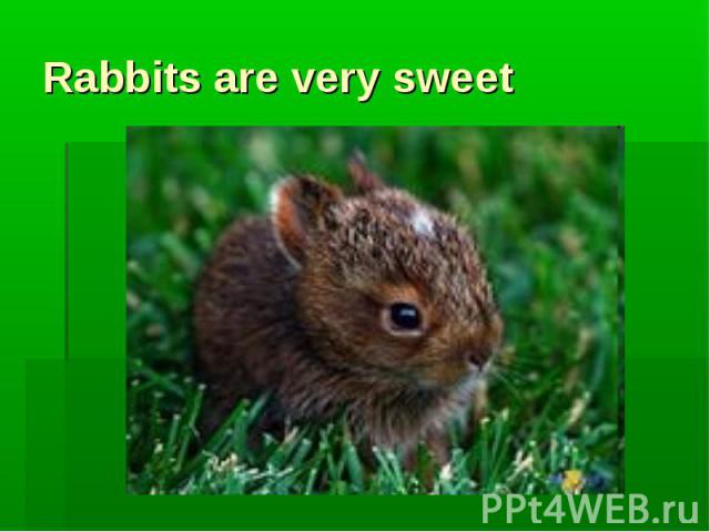 Rabbits are very sweet