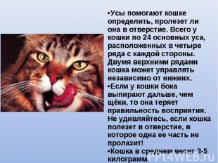 •Усы помогают кошке определить, пролезет ли она в отверстие. Всего у кошки по 24