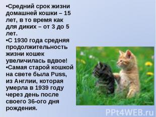 •Средний срок жизни домашней кошки – 15 лет, в то время как для диких – от 3 до