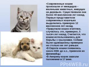 •Современные кошки произошли от миацидов – маленьких животных, живущих на деревь