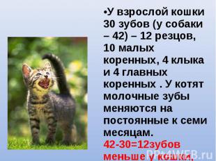 •У взрослой кошки 30 зубов (у собаки – 42) – 12 резцов, 10 малых коренных, 4 клы