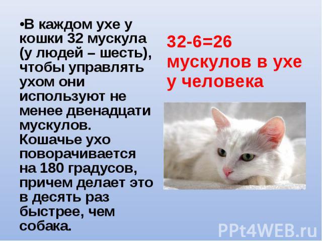 •В каждом ухе у кошки 32 мускула (у людей – шесть), чтобы управлять ухом они используют не менее двенадцати мускулов. Кошачье ухо поворачивается на 180 градусов, причем делает это в десять раз быстрее, чем собака. •В каждом ухе у кошки 32 мускула (у…