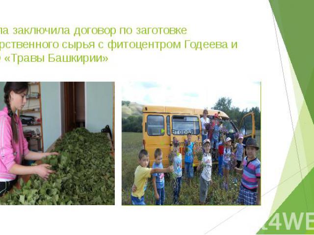 Школа заключила договор по заготовке лекарственного сырья с фитоцентром Годеева и ООО «Травы Башкирии»