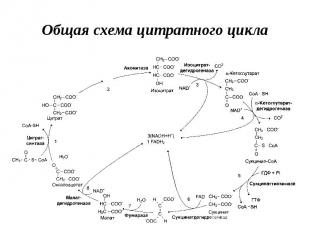 Общая схема цитратного цикла