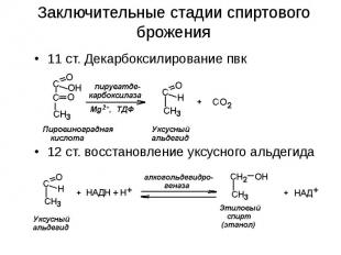 Заключительные стадии спиртового брожения 11 ст. Декарбоксилирование пвк 12 ст.