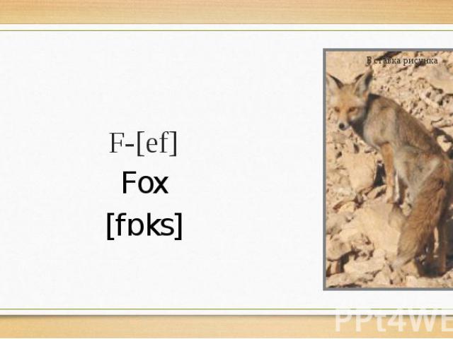 F-[ef] Fox [fɒks]