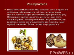 Рак картофеля Паразитический гриб синхитриум вызывает рак картофеля. На клубнях